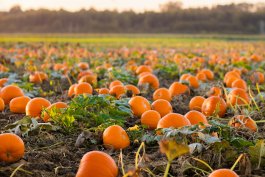 Preparing to Plant Your Pumpkins