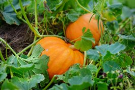 Preparing Your Home Garden to Welcome Pumpkins