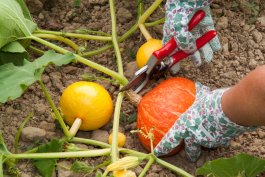 Harvesting Your Pumpkins