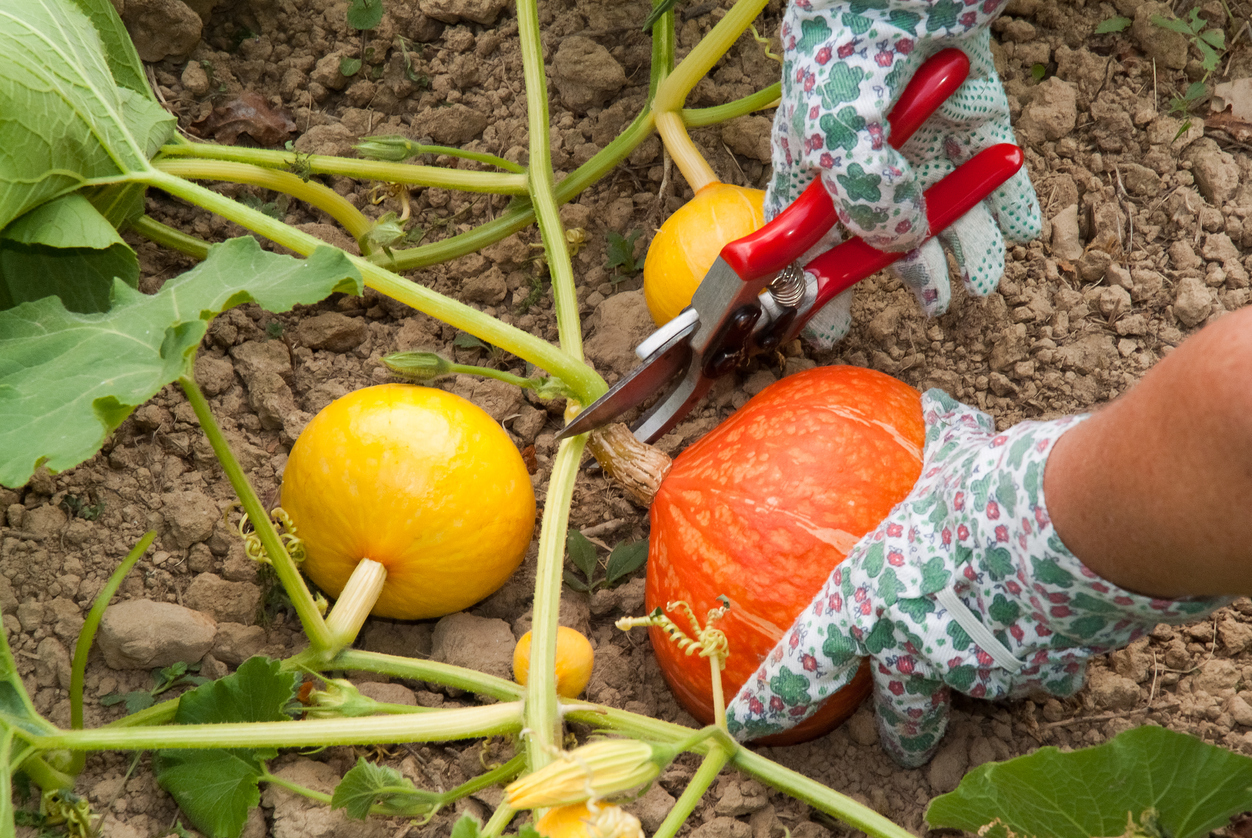 Harvesting Your Pumpkins - Food Gardening Network