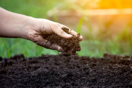 Preparing Your Soil and Getting Ready to Plant Peach Trees