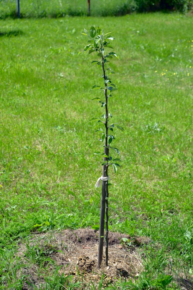 Two-year-old pear sapling.