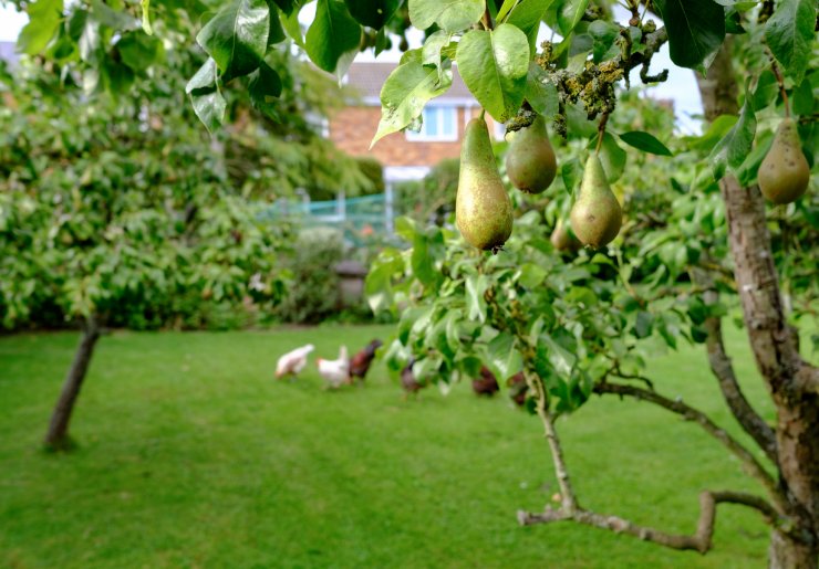 A small pear tree bearing fruit.