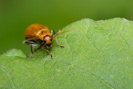 Prepare for Pumpkin Pests and What to Do About Them