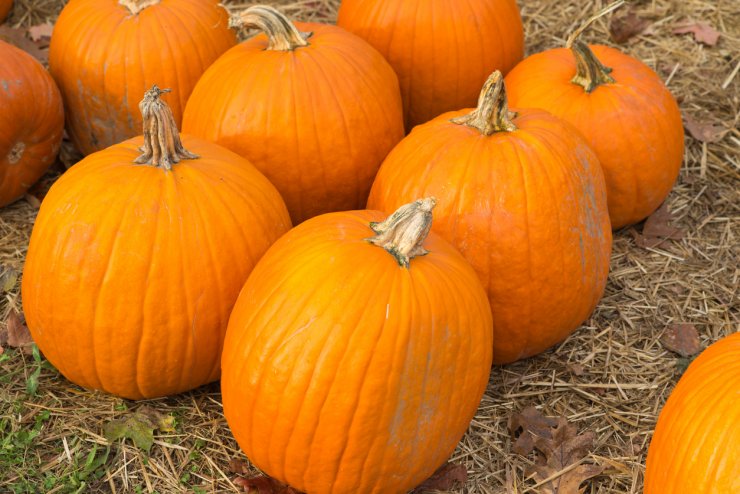 Large pumpkins