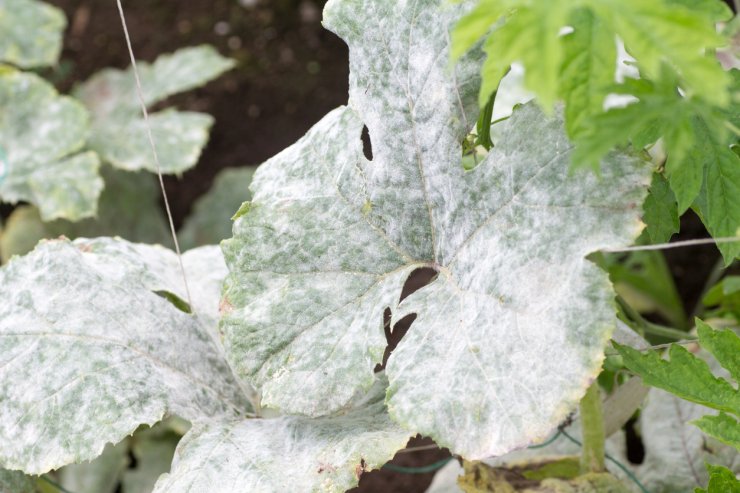 Powdery mildew on leaves.