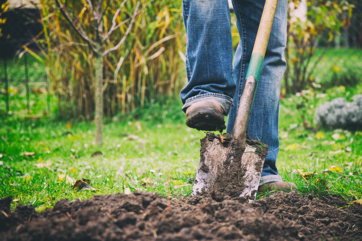 preparing-your-soil-and-getting-ready-to-plant-peach-trees-food