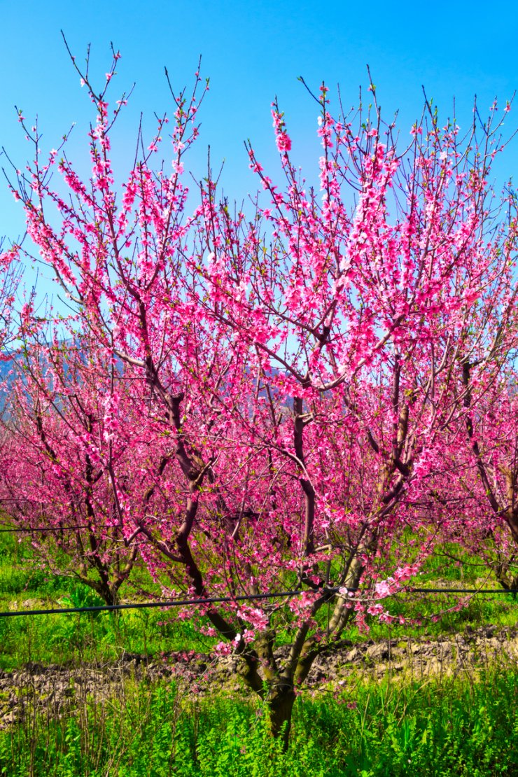 Open-land peach tree in full bloom