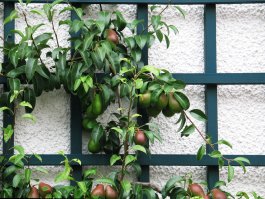 Training and Pruning your Pear Trees