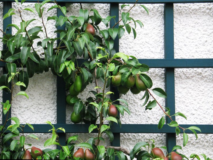 Pear tree trained to lattice against wall.