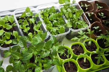 The Best Soil for an Indoor Vegetable Garden