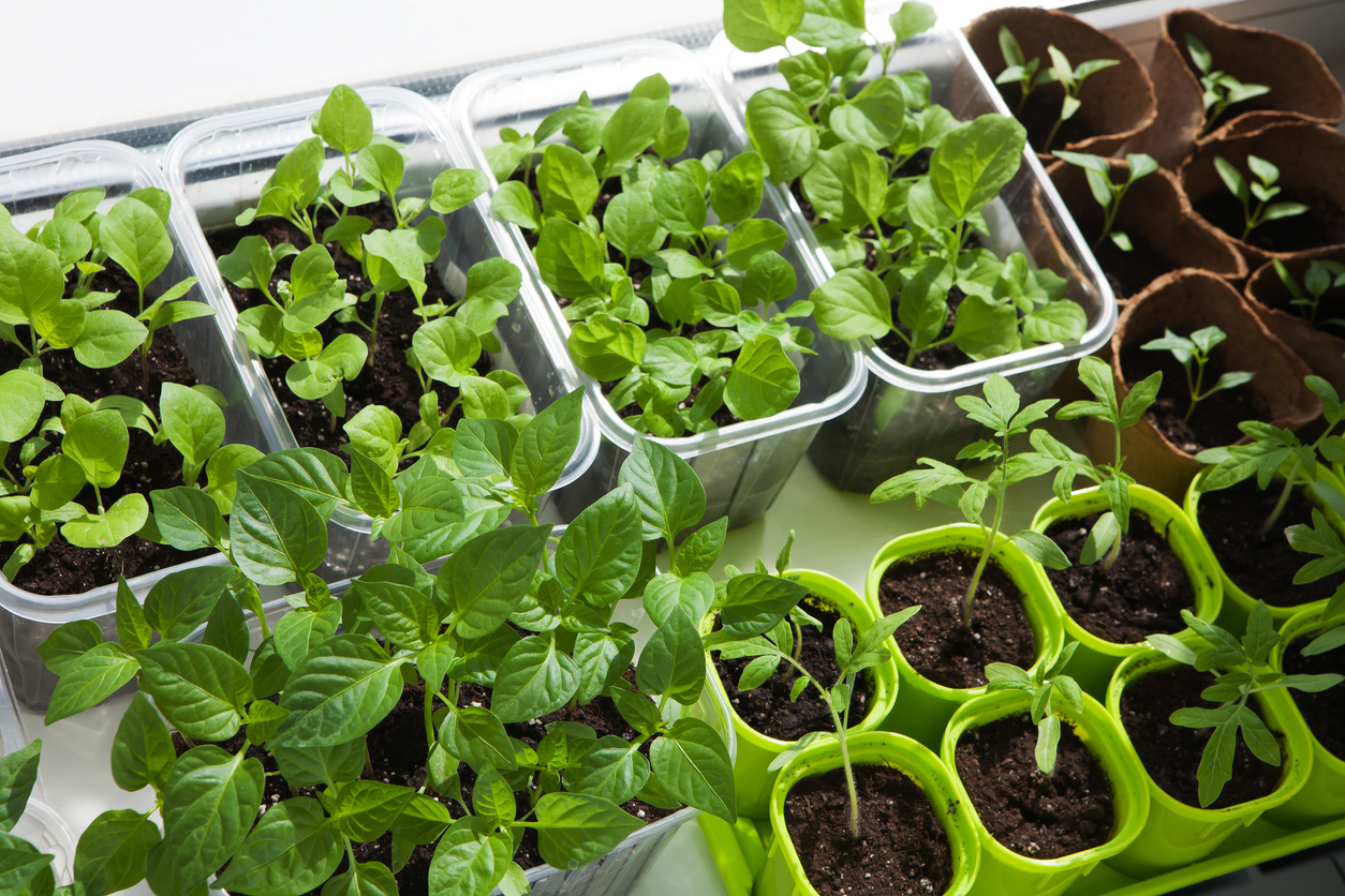 The Best Soil for an Indoor Vegetable Garden - Food Gardening Network