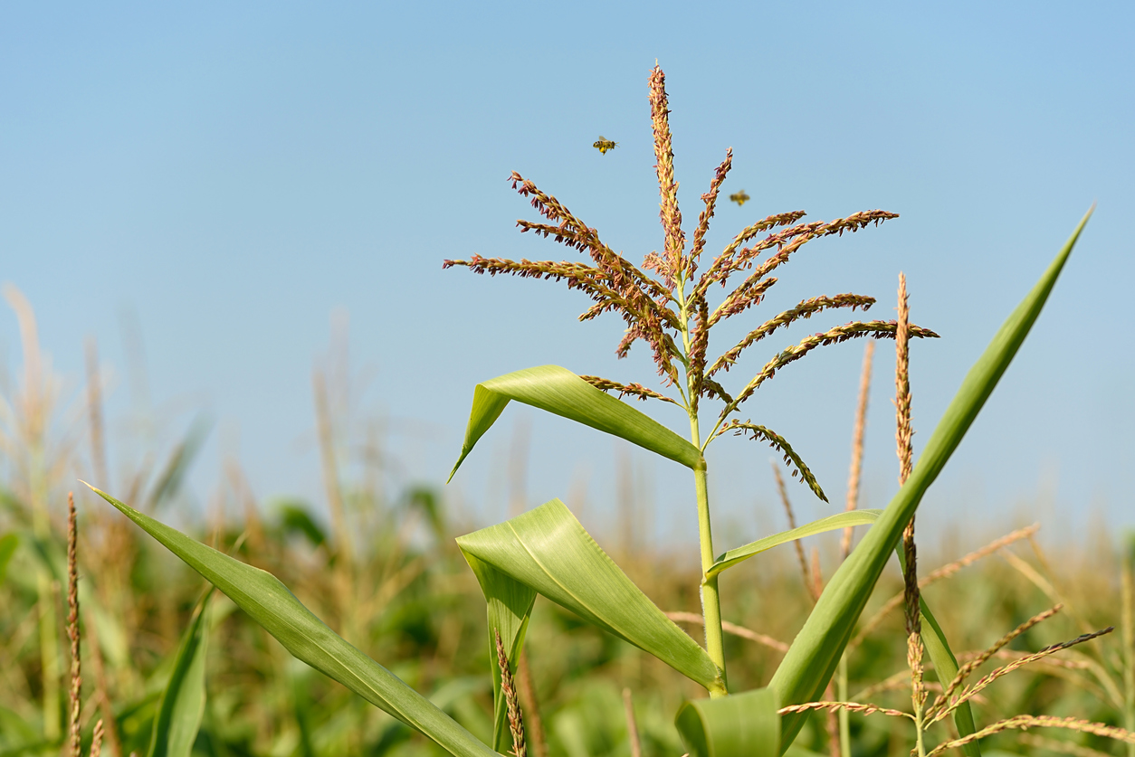 how-to-pollinate-and-avoid-cross-pollinating-corn-food-gardening-network