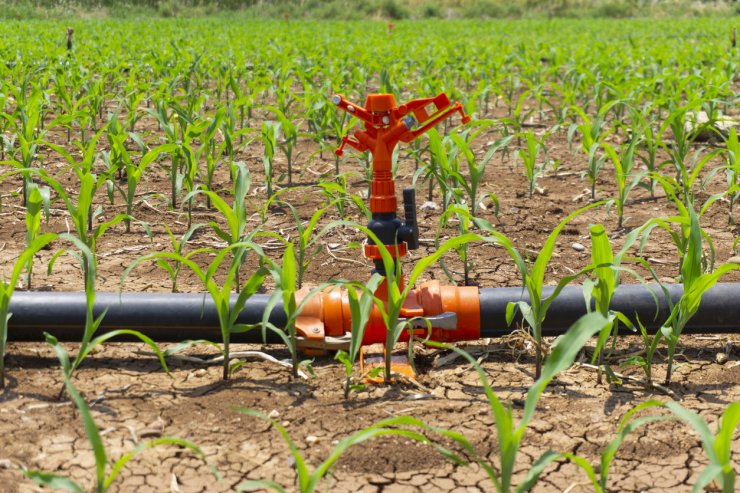 Irrigation system for corn