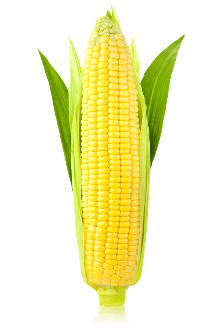 Jubilee hybrid corn