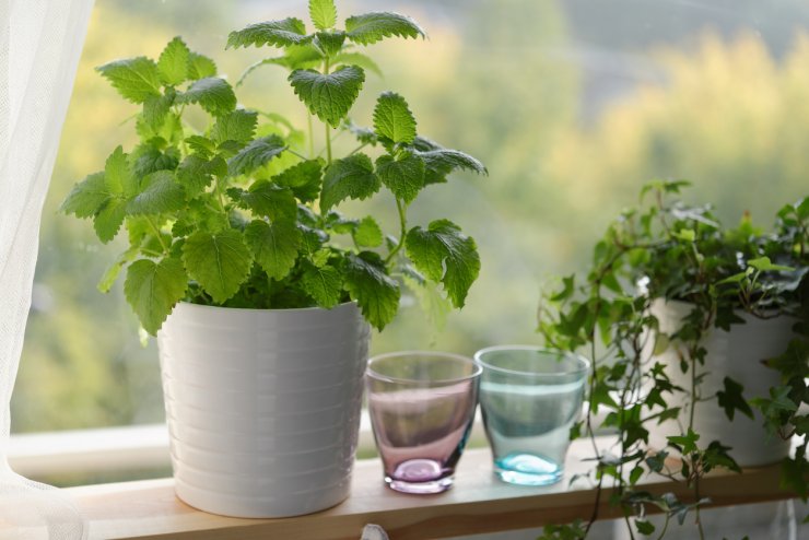 Kitchen garden