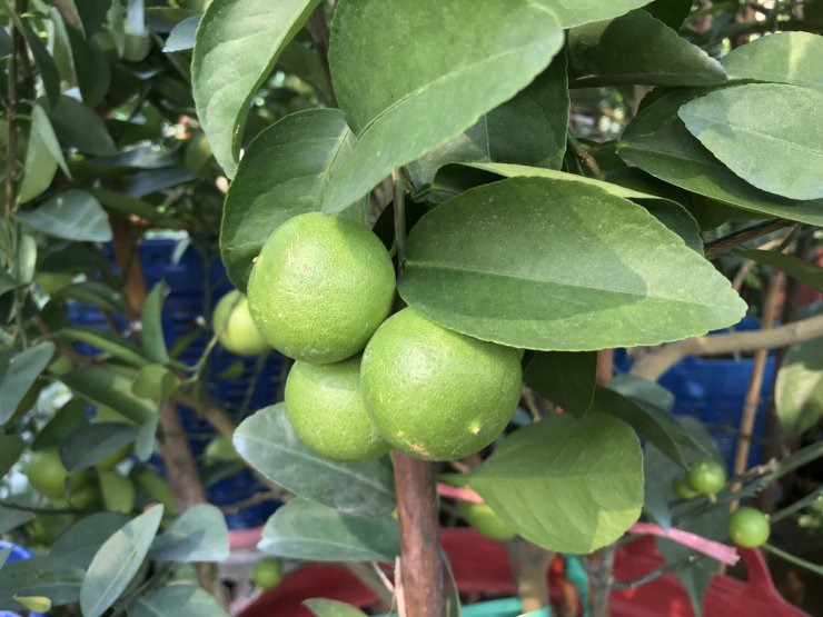 Lime fruit on tree