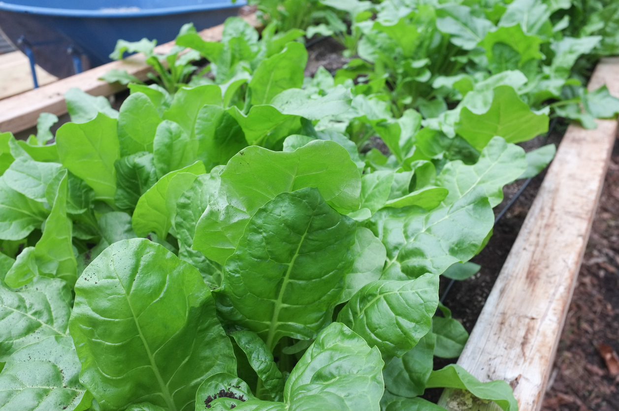 5 of the Quickest Vegetables to Grow All Year Round Food Gardening