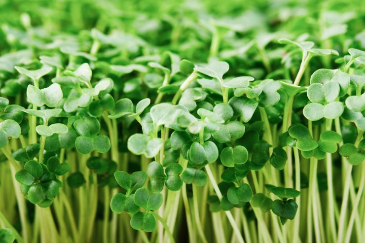 microgreen broccoli