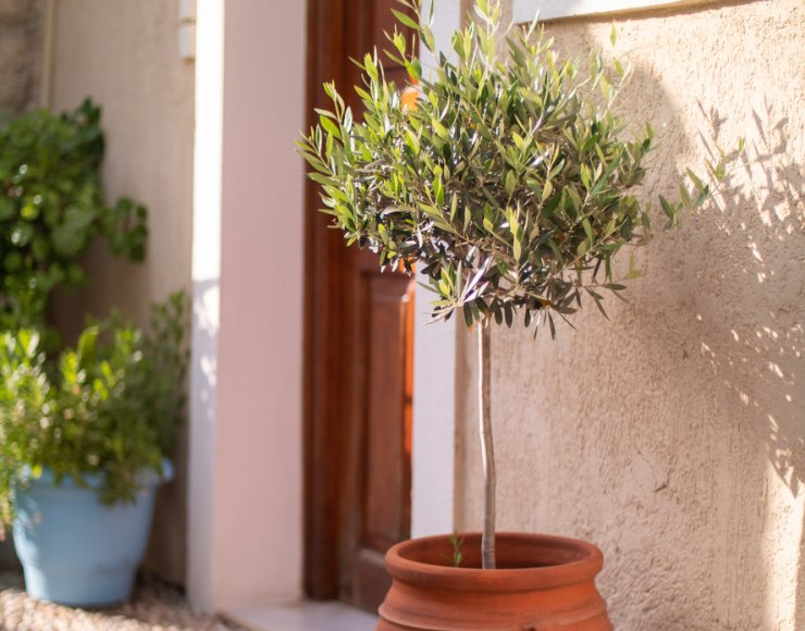 Olive tree