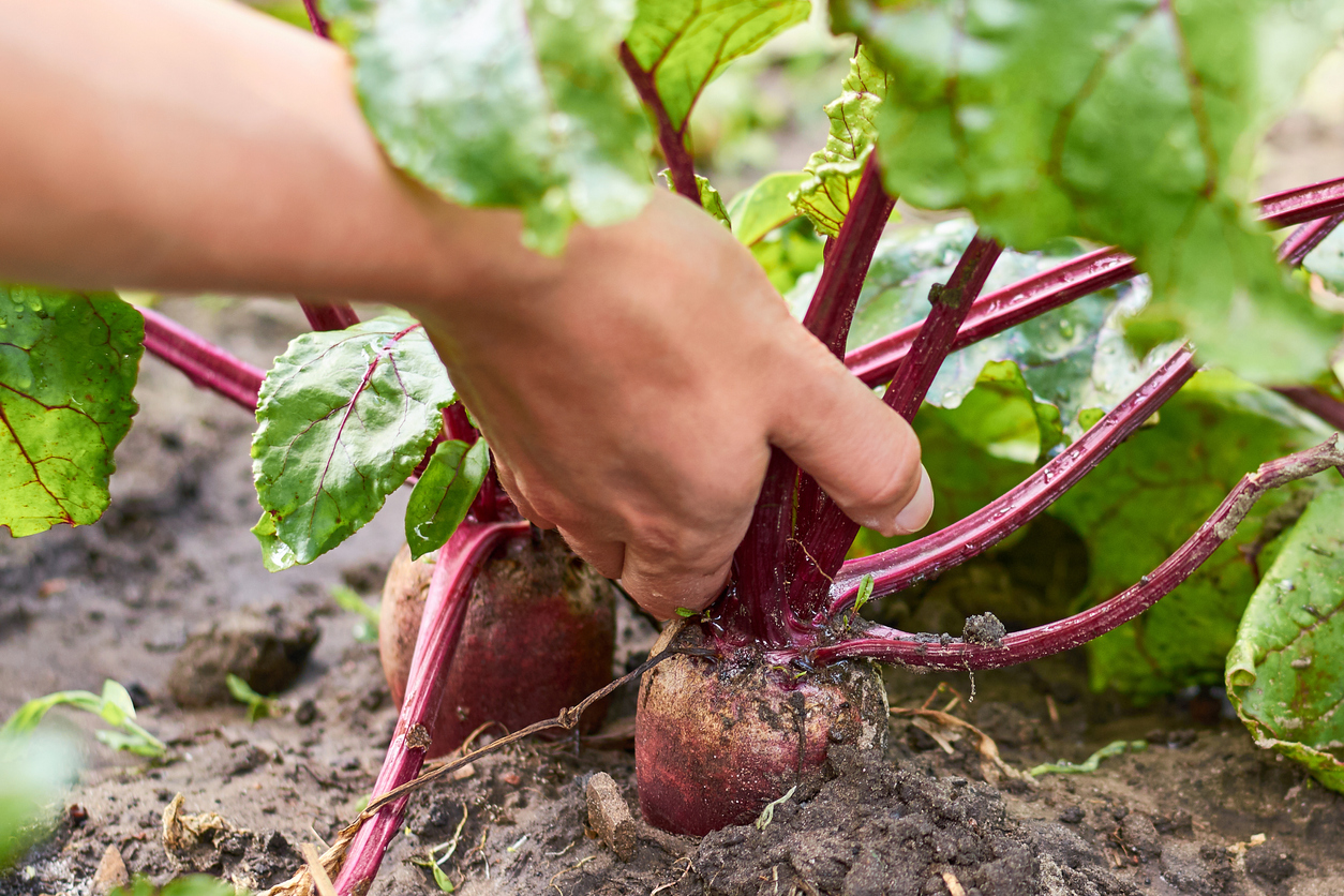 5 of the Quickest Vegetables to Grow All Year Round Food Gardening