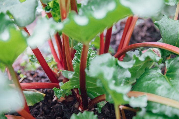 dividing rhubarb