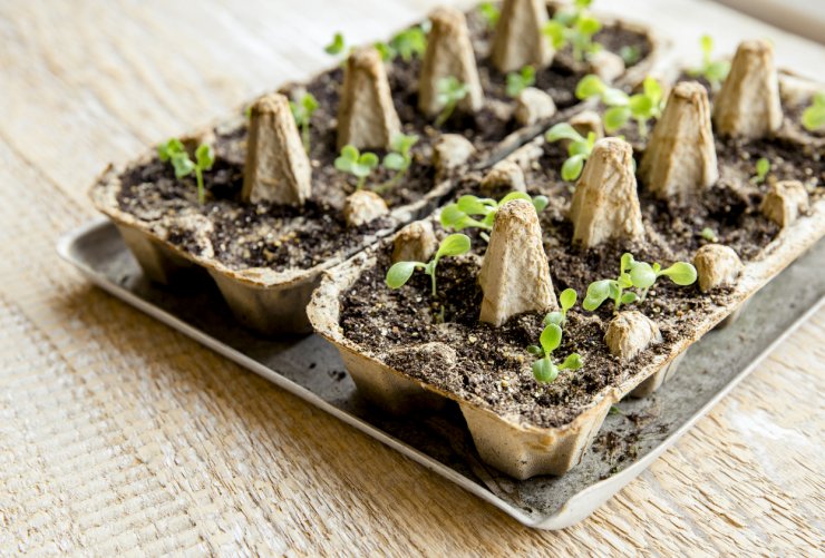 Small plants growing in egg carton
