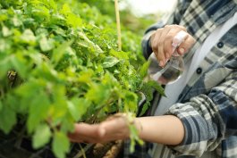 Homemade Bug Spray for Vegetable Plants