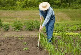 The Right Way to Weed Your Corn Garden