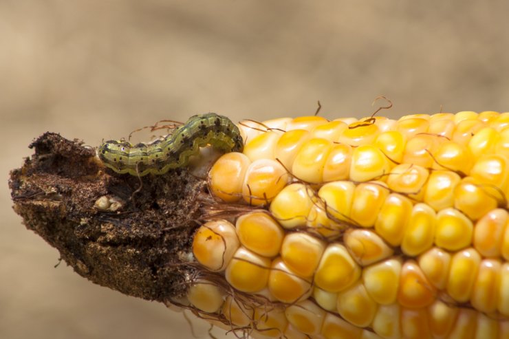Worm eating corn