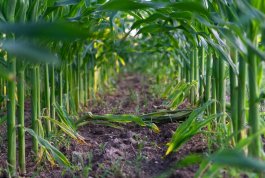 Ensuring the Right Sunlight, Soil, Fertilizer, and Water for Your Corn Plants