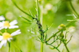 What to Do About Pests that Can Harm Your Chamomile Plants