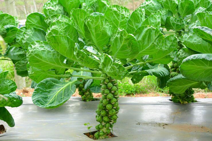 Brussels sprout vegetable - vegetables that require little sun