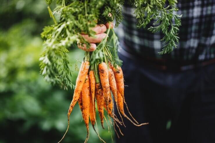 bunch of carrots