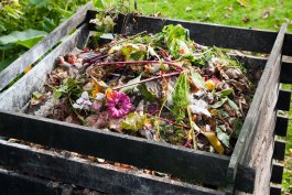 Can Compost Tea Help Vegetable Gardens Thrive?