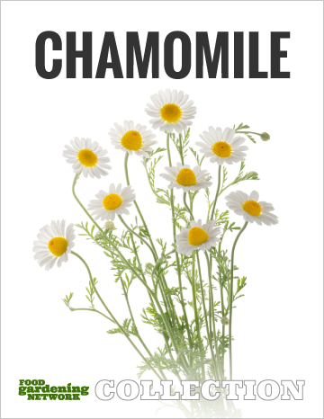 Food Gardening Network Collection - Chamomile