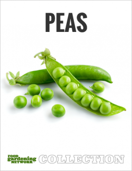 The Best Way to Plant Peas (and 3 of the Best Peas to Grow)