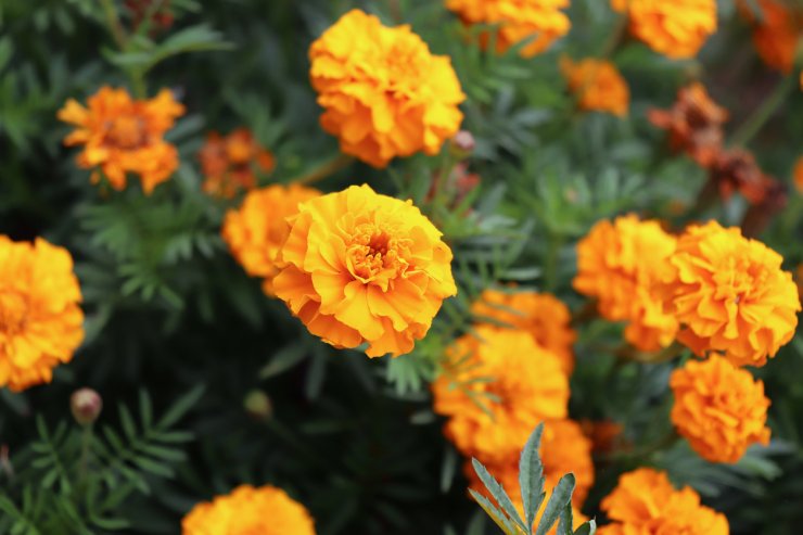 Orange Tagetes flowers
