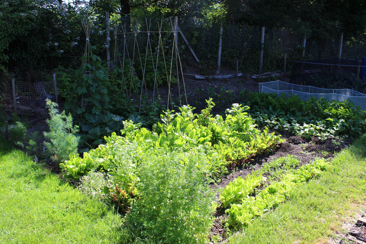 10 Vegetables that Require Little Sun to Flourish - Food Gardening Network