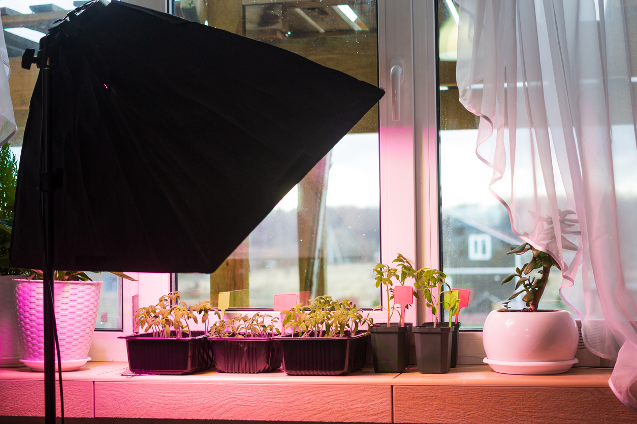 10 Tips for Starting Plants Indoors with Limited Natural Light Food Gardening Network