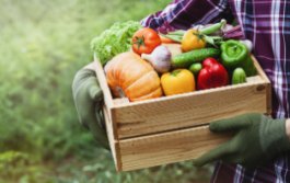 Photo of a box of harvested garden vegetables