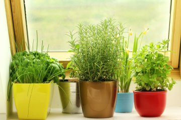 How to Grow a Healthy Countertop Herb Garden from Seed