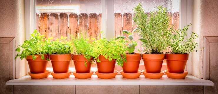 Variety of Fresh Herbs