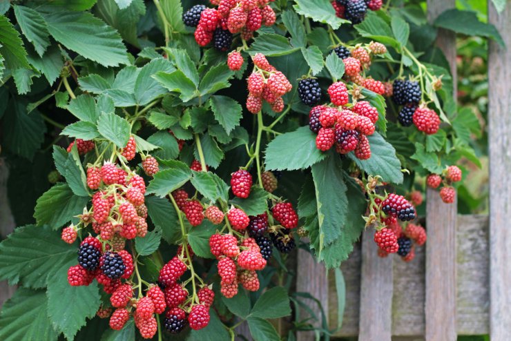 Trailing blackberries