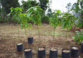 Choosing to Grow Avocados from Seeds or Seedlings