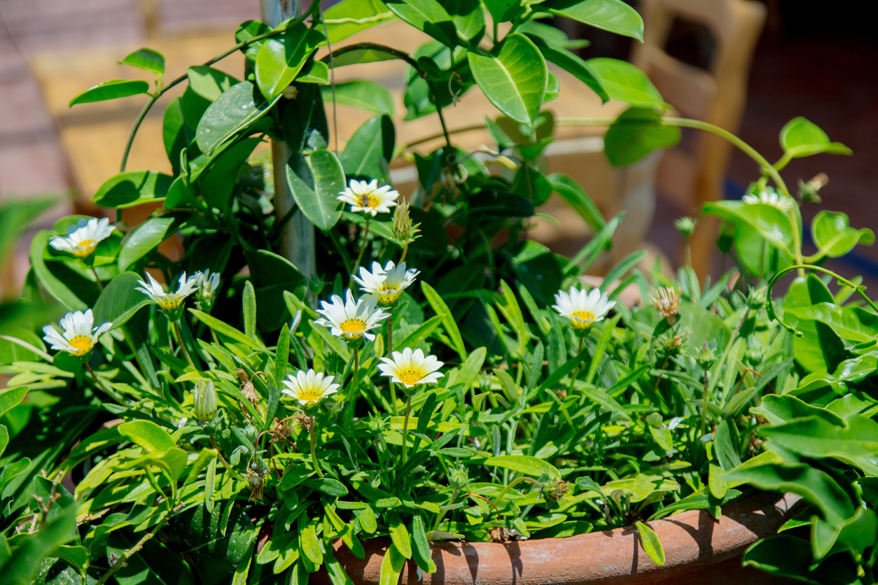 Growing Chamomile in Open Land, in Containers, or in Raised Beds Food