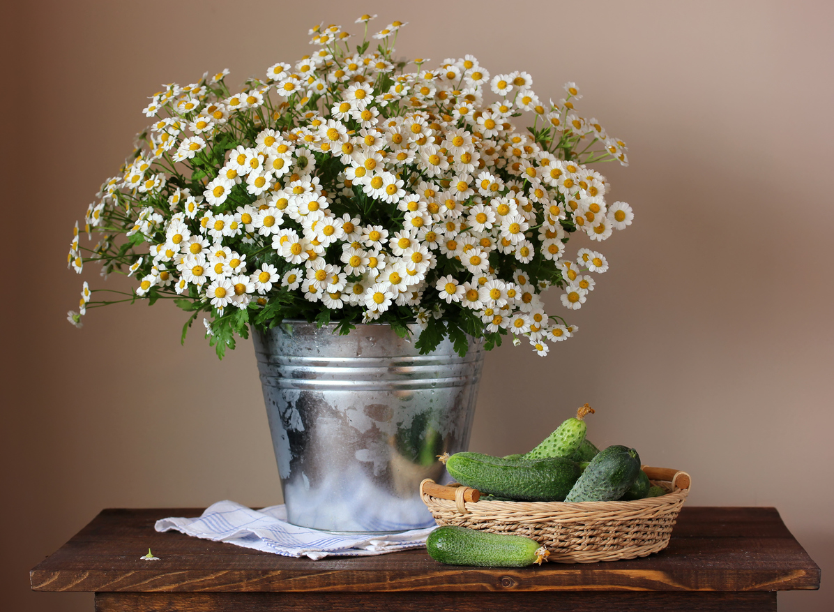 Companion Planting with Chamomile Food Gardening Network