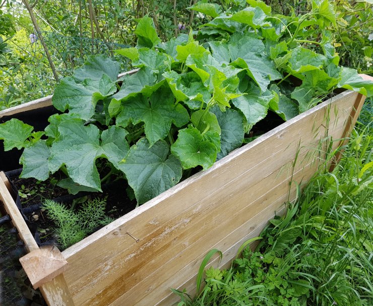 Cucumbers growing in a raised bed.