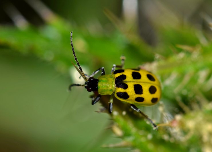 A spotted cucumber beetle.