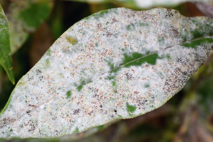Plant leaf with powdery mildew.